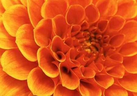 Tranh hoa màu cam lớn