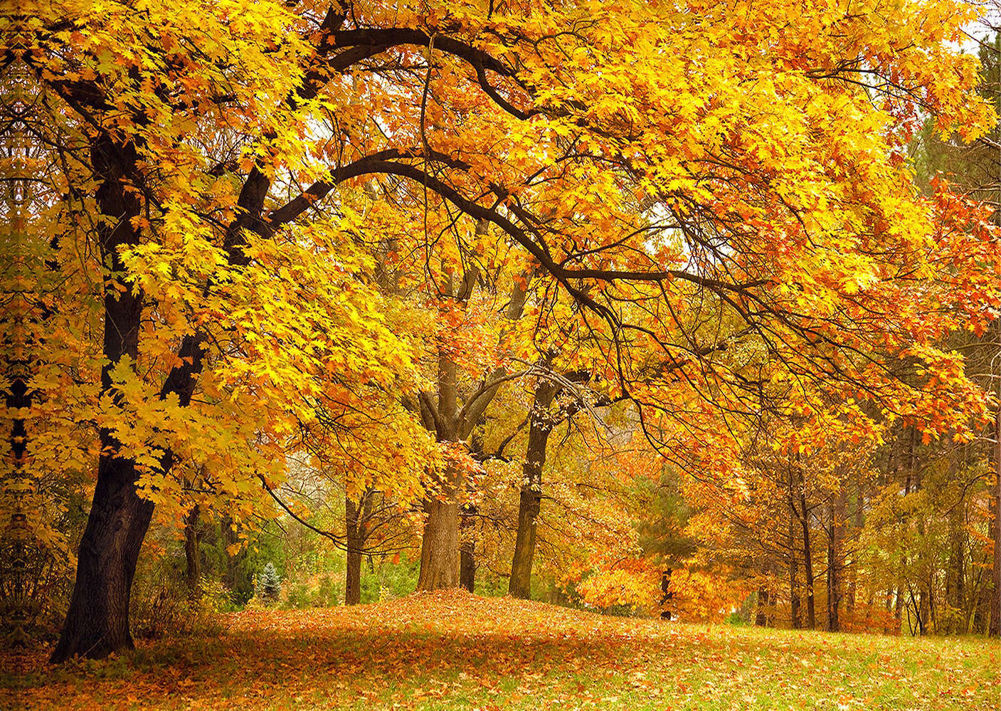 Tranh rừng cây mùa thu lá vàng