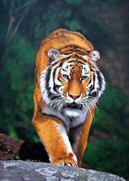 Tranh sơn dầu mãnh hổ rừng xanh