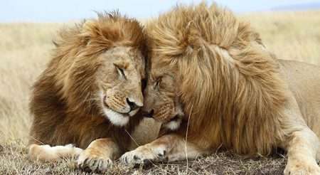 Tranh cặp đôi sư tử hạnh phúc 4-9028