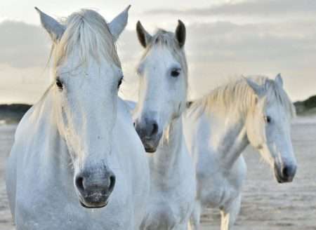 Tranh 3 chú ngựa trắng 4-5028