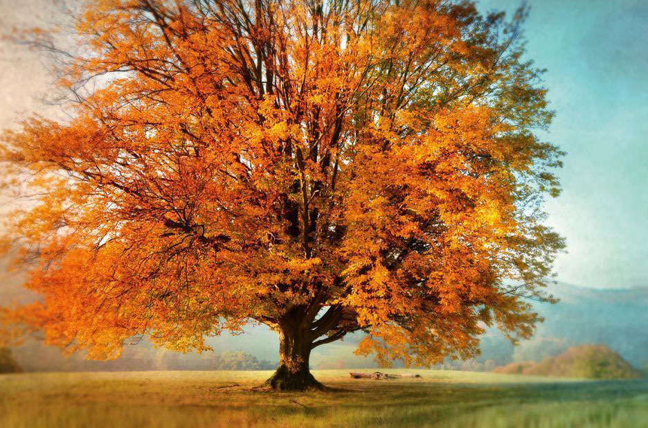 Tranh in cây cổ thụ lá vàng mùa thu 4-8049
